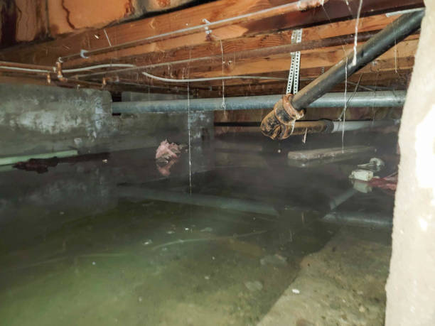 Best Water damage repair service  in Fowler, MI