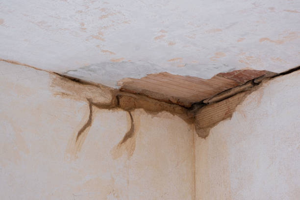 Best Carpet water damage restoration  in Fowler, MI