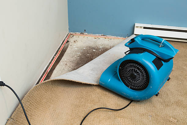 Best Water damage cleanup near me  in Fowler, MI
